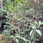 25. Chargé de fruits, un Aphloia theiformis - Change-écorce - APHLOIACEE  IMG_8246.JPG.jpeg