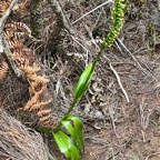 27. Benthamia ??? latifolia IMG_8250.JPG.jpeg