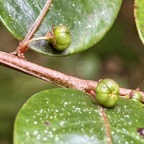 31. Fruits de Phyllanthus phillyreifolius Bois de cafrine Phyll anthaceae Endémique La Réunion, Maurice IMG_8240.JPG.jpeg