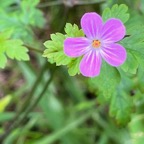 33. Fleur Geranium robertianum L. - Herbe à Robert - Geraniaceae - Endémique Réunion et île MauriceIMG_8260.JPG.jpeg
