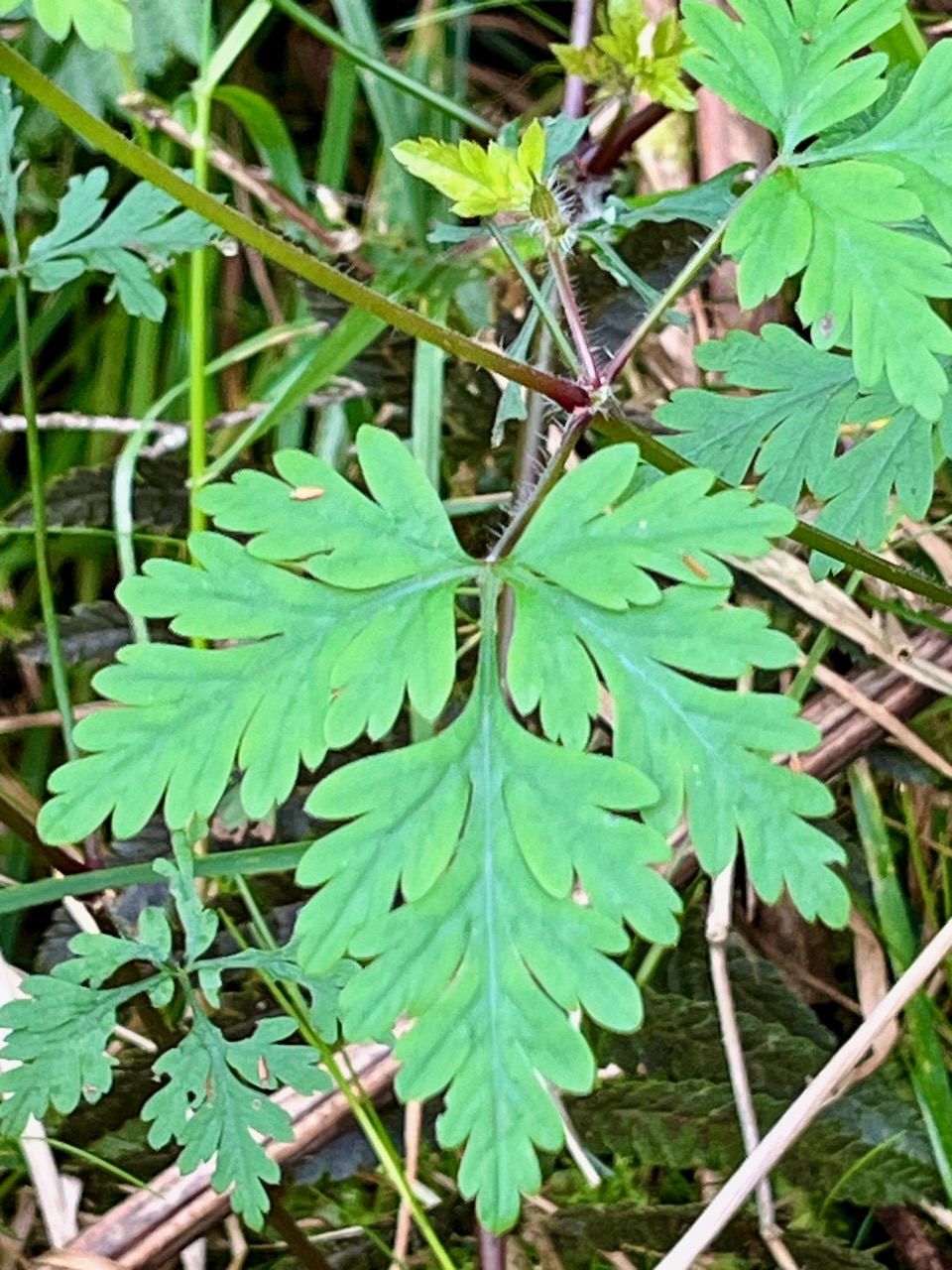 34. Feuille Geranium robertianum L. - Herbe à Robert - Geraniaceae - Endémique Réunion et île Maurice IMG_8263.JPG.jpeg