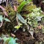 37. Angraecum multiflorum Orchidacea e Indigène La Réunion IMG_8269.JPG.jpeg