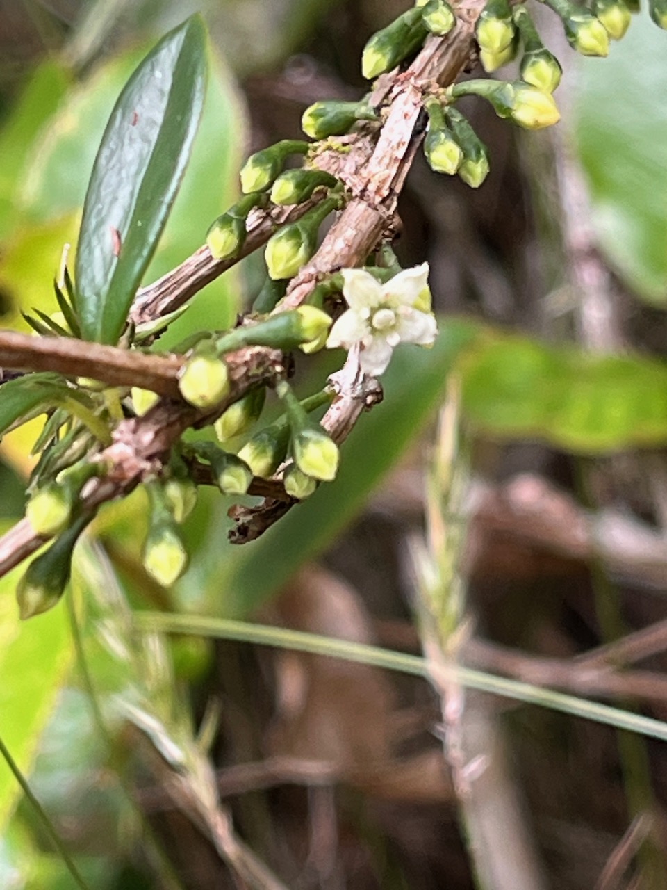 43. Fleur Geniostoma angustifolia - Bois de piment, bois de rat, petit bois cassant.jpeg