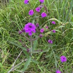 45. ??? Verbenia bonariensis IMG_8283.jpeg.jpeg