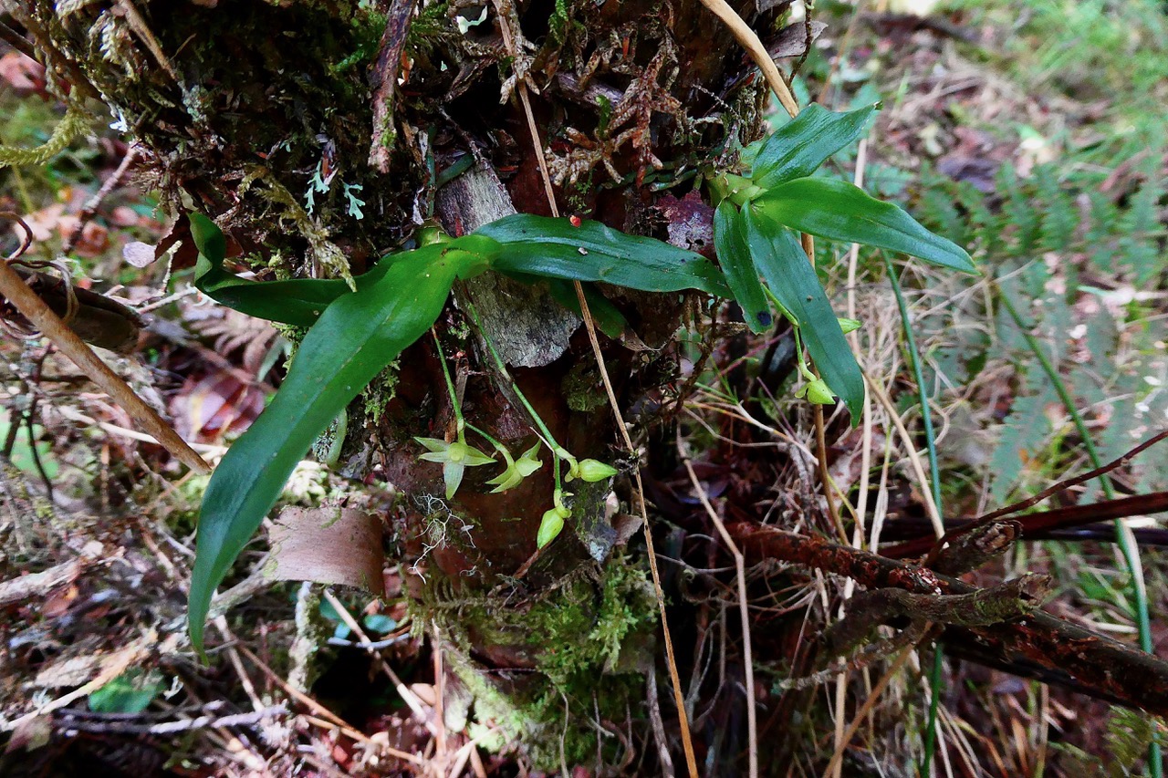 Angraecum caulescens Thouars.. ? ? orchidaceae.endémique Madagascar.Comores et Mascareignes.jpeg