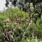 Bois de rempart au premier plan et branles à l'arrière.jpeg