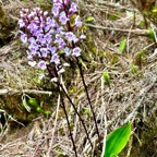 Cynorkis squamosa.(Cynorkis calcarata dans nouvelle flore des Mascareignes )orchidaceae.endémique Réunion Maurice..jpeg
