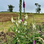 Digitalis purpurea  digitale pourpre .plantaginaceae. exotique envahissante (1).jpeg