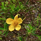 Hypericum lanceolatum subsp lanceolatum.fleur jaune des bas.hypericaceae.indigène Mascareignes..jpeg