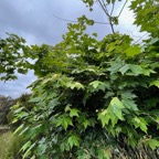Platanus x hispanica.platane.platanaceae.espèce cultivée..jpeg