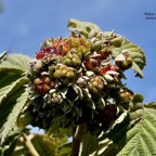 Rubus apetalus .ronce blanche .( fruits )rosaceae. indigène Réunion.et Cratopus posé sur une feuille.jpeg
