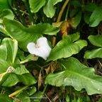 Zantedeschia aethiopica.Arum.araceae.amphinaturalisé .envahissant..jpeg