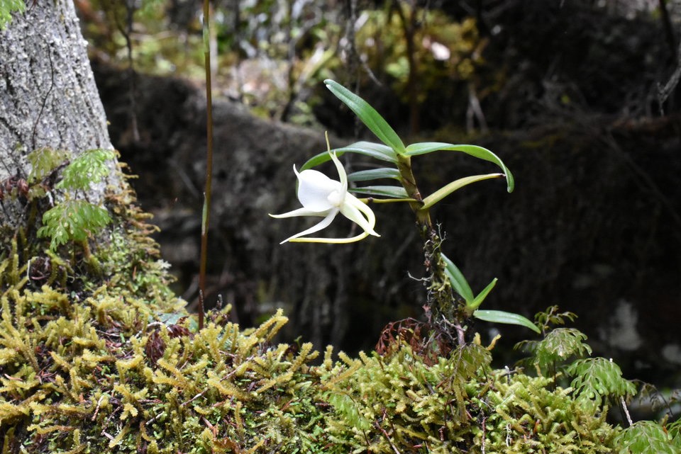Angraecum expansum - EPIDENDROIDEAE - Indigène Mascareignes - MAB_5857