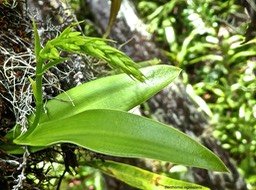 Benthamia nigrescens .orchidaceae. indigène Réunion.P1710325