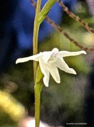 Cynorkis coccinelloides .orchidaceae.indigène Réunion.IMG_3591