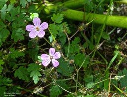Geranium robertianum.herbe à Robert .geraniaceae. espèce envahissante .P1710352