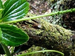 Peperomia pedunculata ? piperaceae. endémique Réunion.P1710409