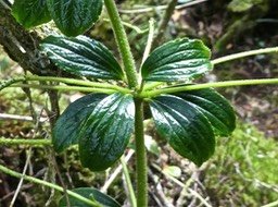 Peperomia pedunculata ? piperaceae. endémique Réunion .P1710401