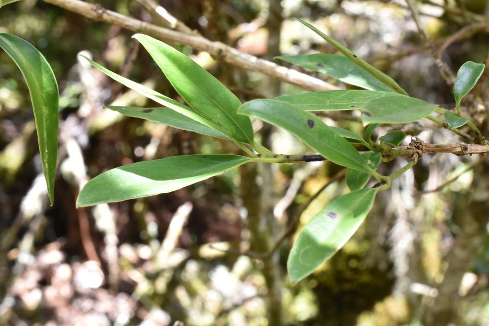 Psathura borbonica - Bois cassant - RUBIACEAE - Endémique Réunion - MAB_5867