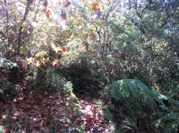 13. Le sentier à l'automne