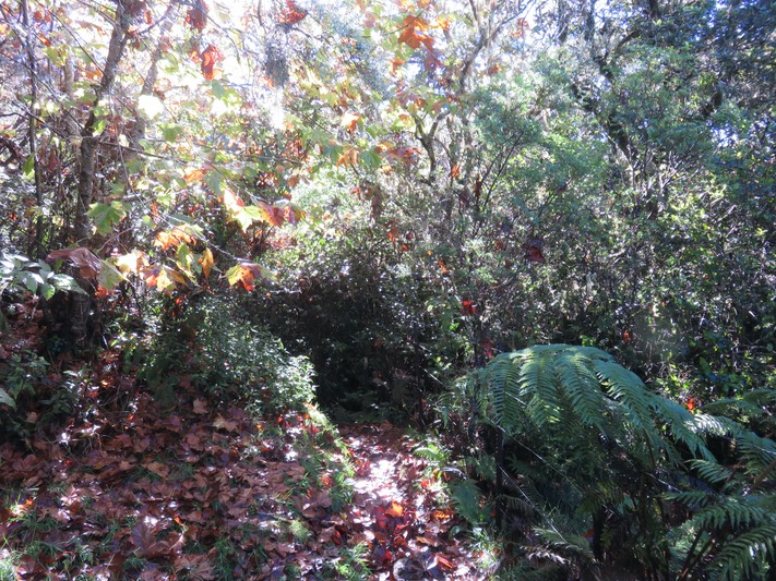 13. Le sentier à l'automne