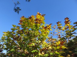 2. Platane automnal