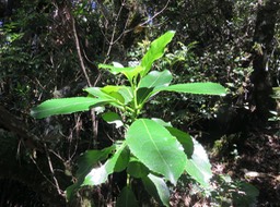 25. Claoxylon glandulosum - Grand Bois d'oiseau - Euphorbiacée - B