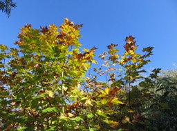3. Platane automnal