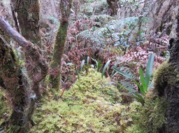 30. Bulbophyllum cylindro....  - - Orchidaceae