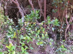 32. Geniostoma angustifolium - vernaculaire - famille - origine qui n'est PAS du Bois cassant