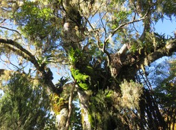 5. Au-dessus du bâton, Angraecum sp.