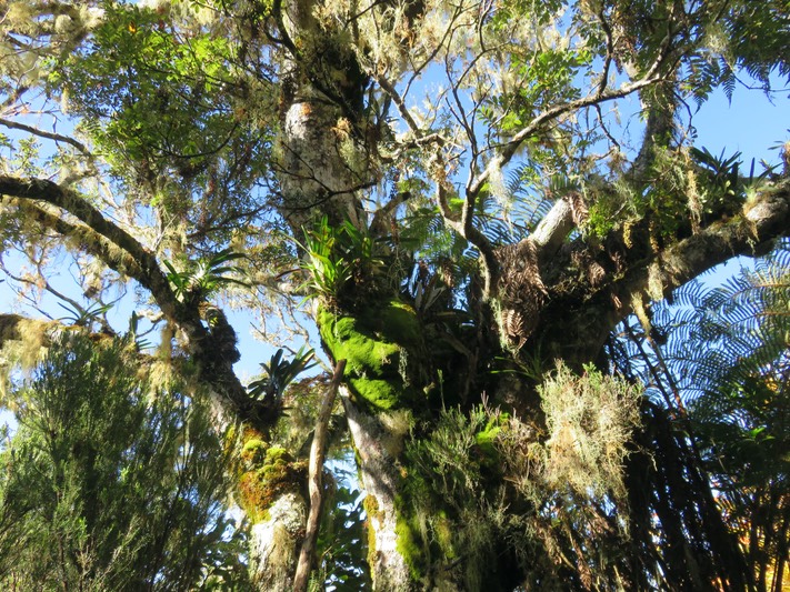 5. Au-dessus du bâton, Angraecum sp.