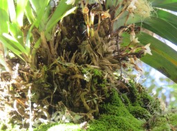 6. Détail sur les Angraecum sp.