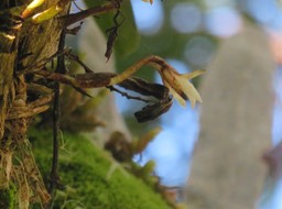 7.  Angraecum sp.