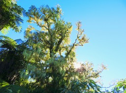 8. Lumière dans les Barb zarab