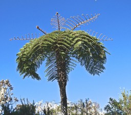 Alsophila borbonica.fanjan mâle.cyatheaceae.indigène Réunion.P1015151