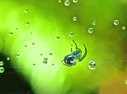 Araignée et gouttes d'eau .P5250013