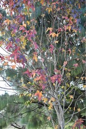 "Automne" austral, érables