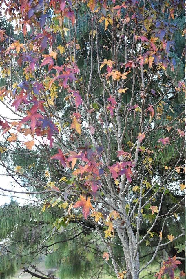"Automne" austral, érables