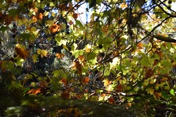 "Automne" austral, platanes