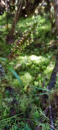 Benthamia spiralis - ORCHIDOIDEAE - indigène Réunion104209
