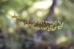 Benthamia spiralis 2 - ORCHIDOIDEAE - indigène Réunion - MB2_2172