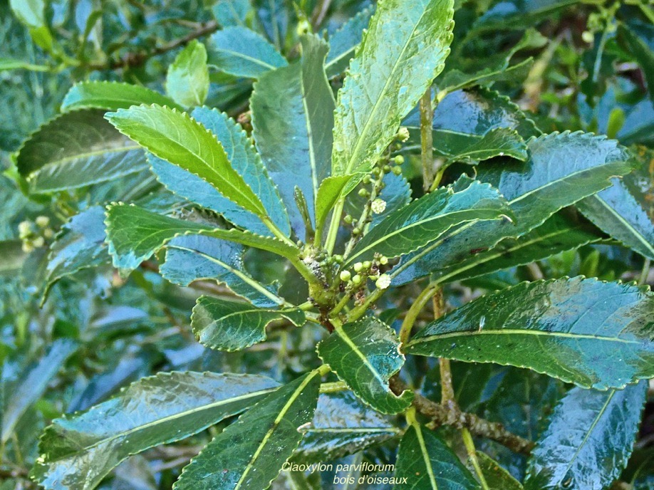Claoxylon parviflorum .bois d'oiseaux.petit bois d'oiseaux.(avec inflorecences mâles ).euphorbiaceae.endémique Mascareignes.P5250025