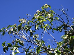 Clematis mauritiana - Liane Marabit - RANUNCULACEAE - Madagascar, La Réunion, île Maurice - MB2_2168b