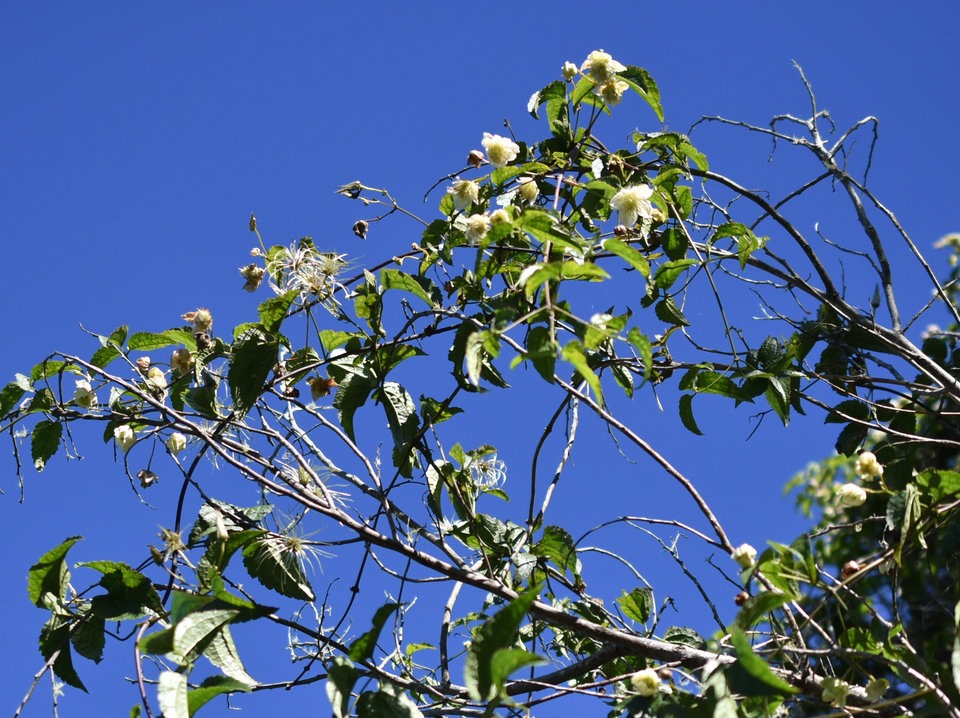 Clematis mauritiana - Liane Marabit - RANUNCULACEAE - Madagascar, La Réunion, île Maurice - MB2_2168b