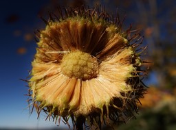 coronavirus variant uelb notip