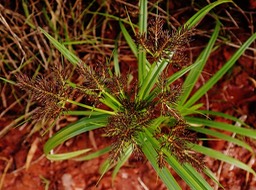 Cyperus rotundus (4)