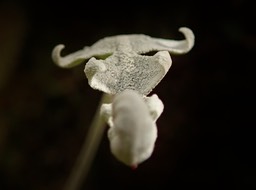 échappé des pâturages