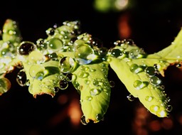 Histiopteris incisa (3)
