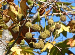 Platanus x hispanica .platane à feuilles d'érable(fructifications / boules d'akènes .) platanaceae.P1015181